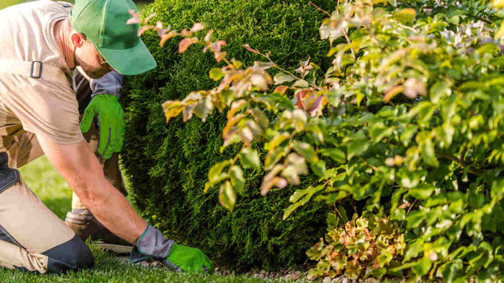 shrub fertilization
