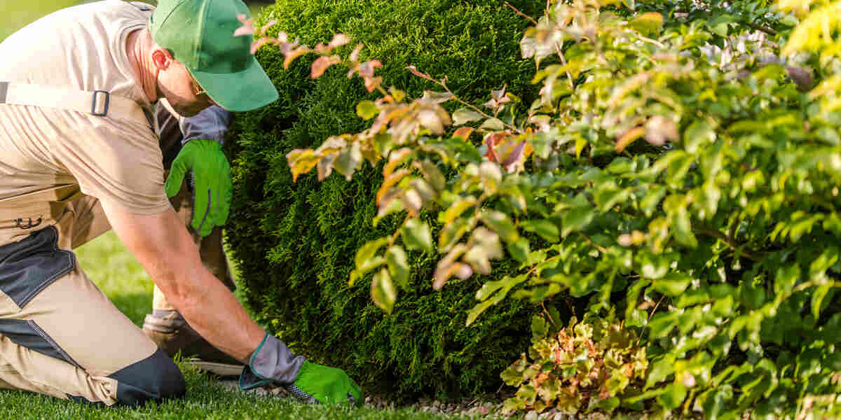 shrub fertilization