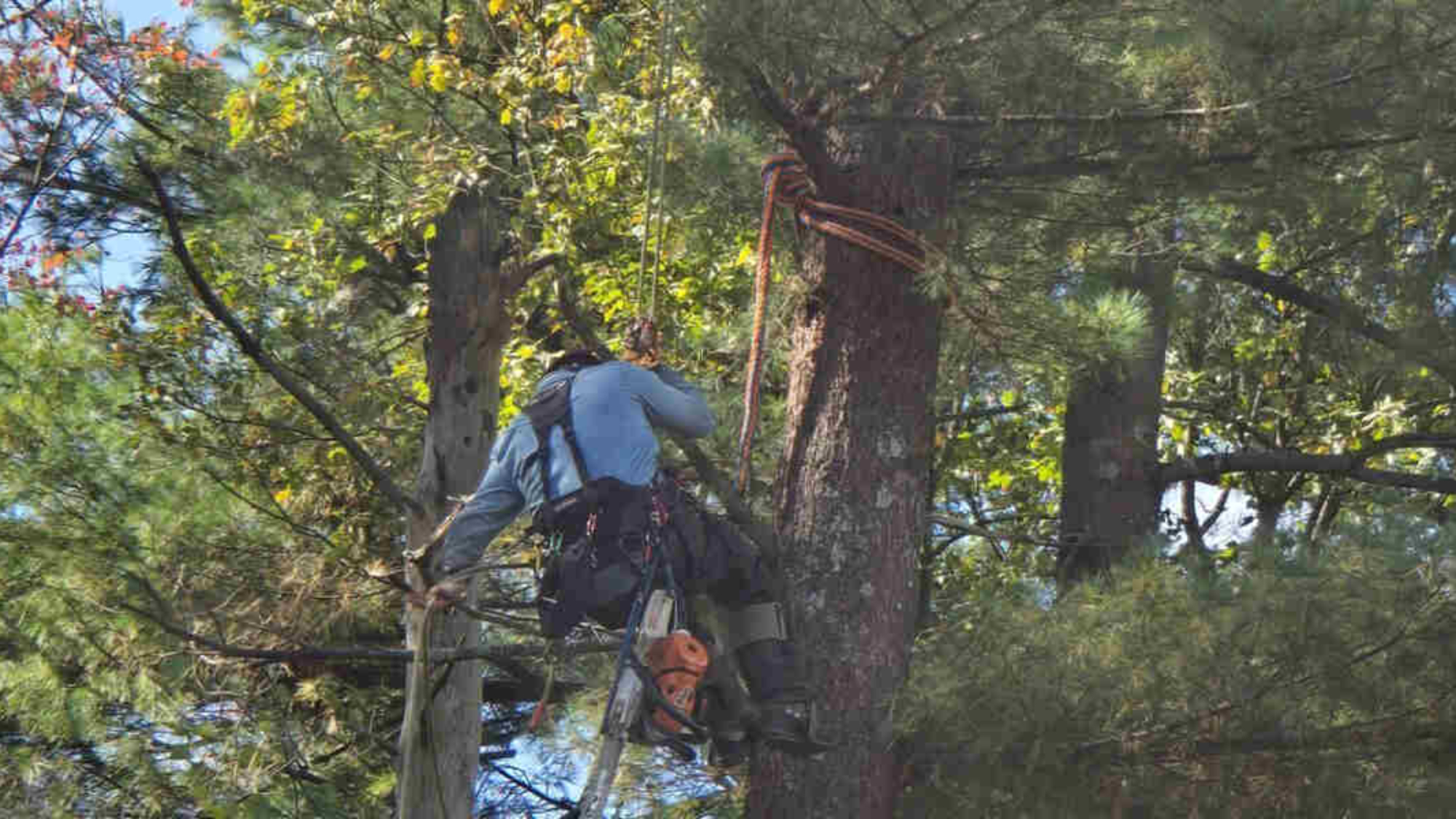 tree cabling and bracing
