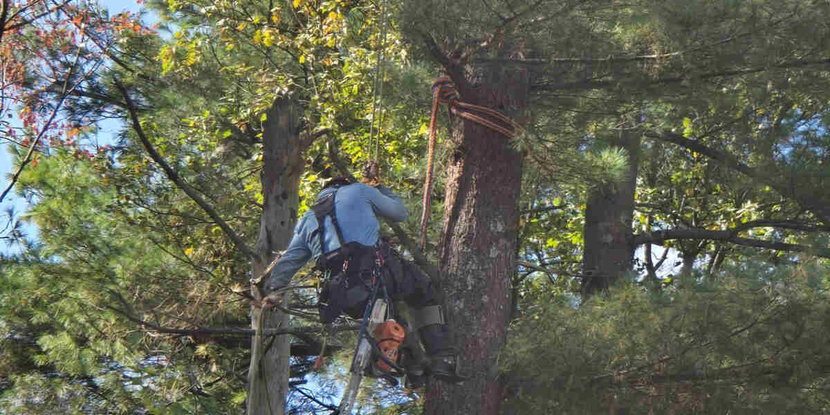 tree cabling and bracing