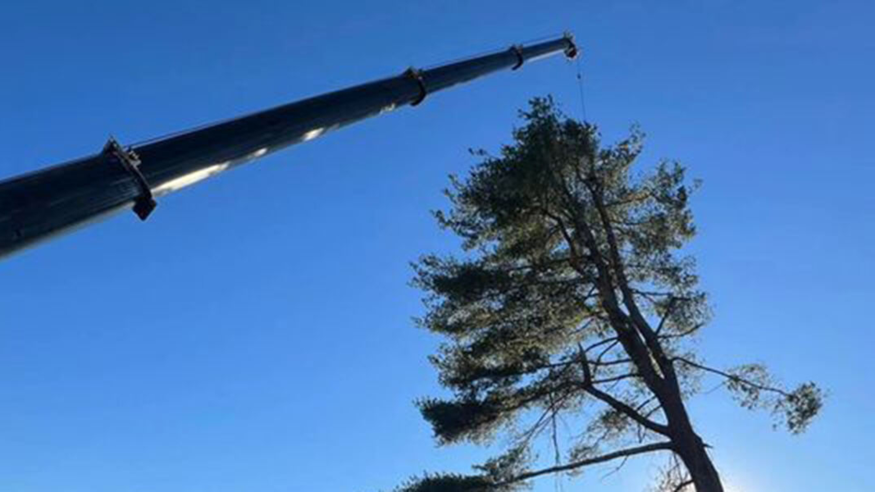 tree removal process