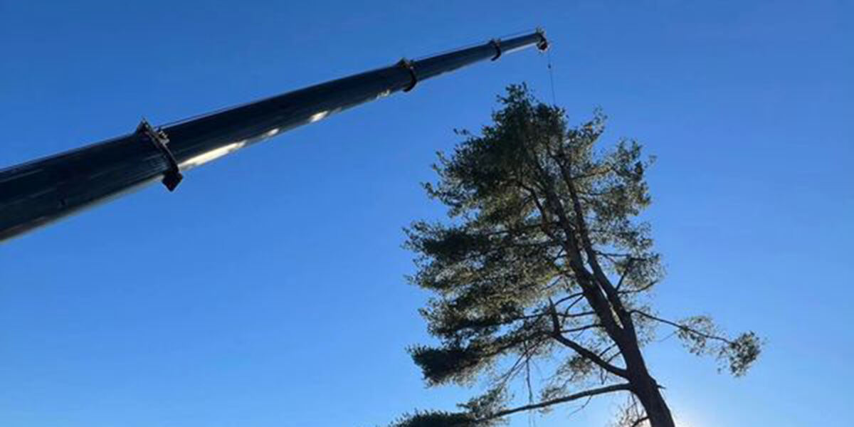 tree removal process