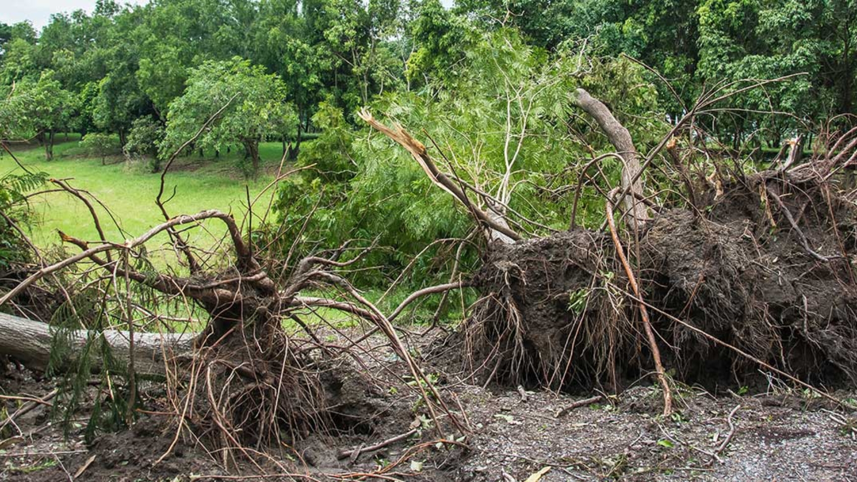 can a partially uprooted tree be saved