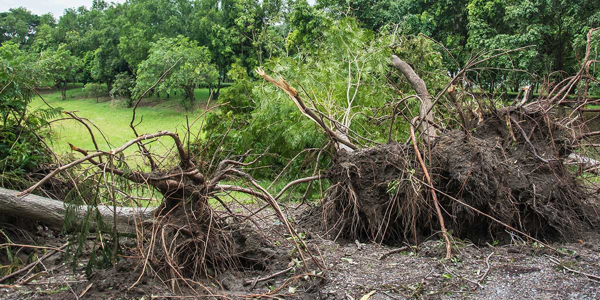 can a partially uprooted tree be saved