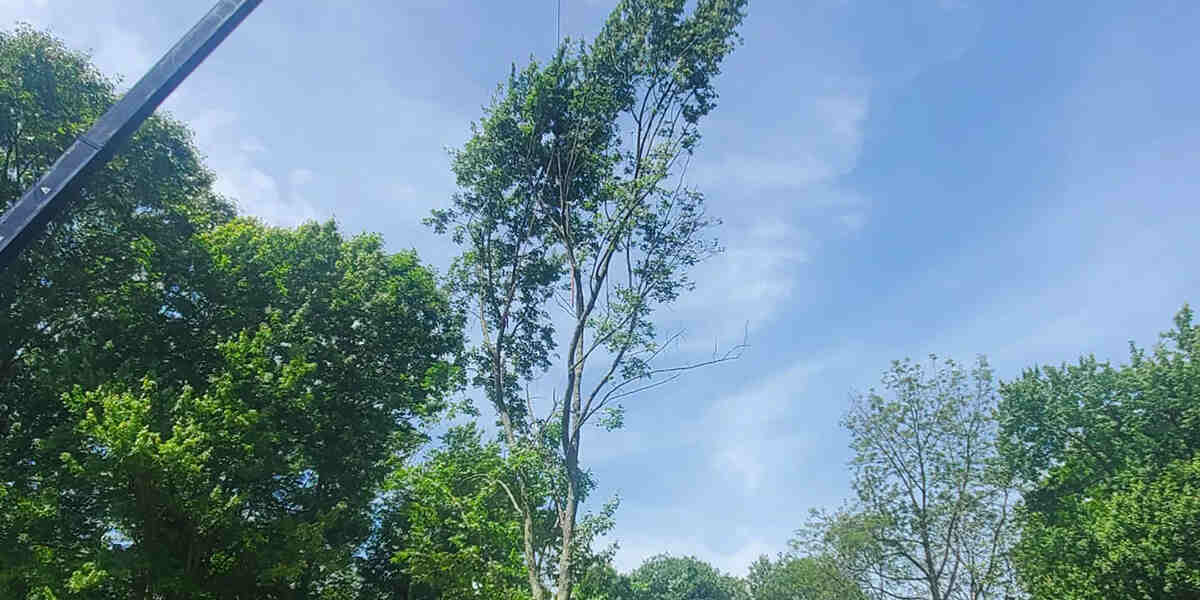 do mature trees need watering