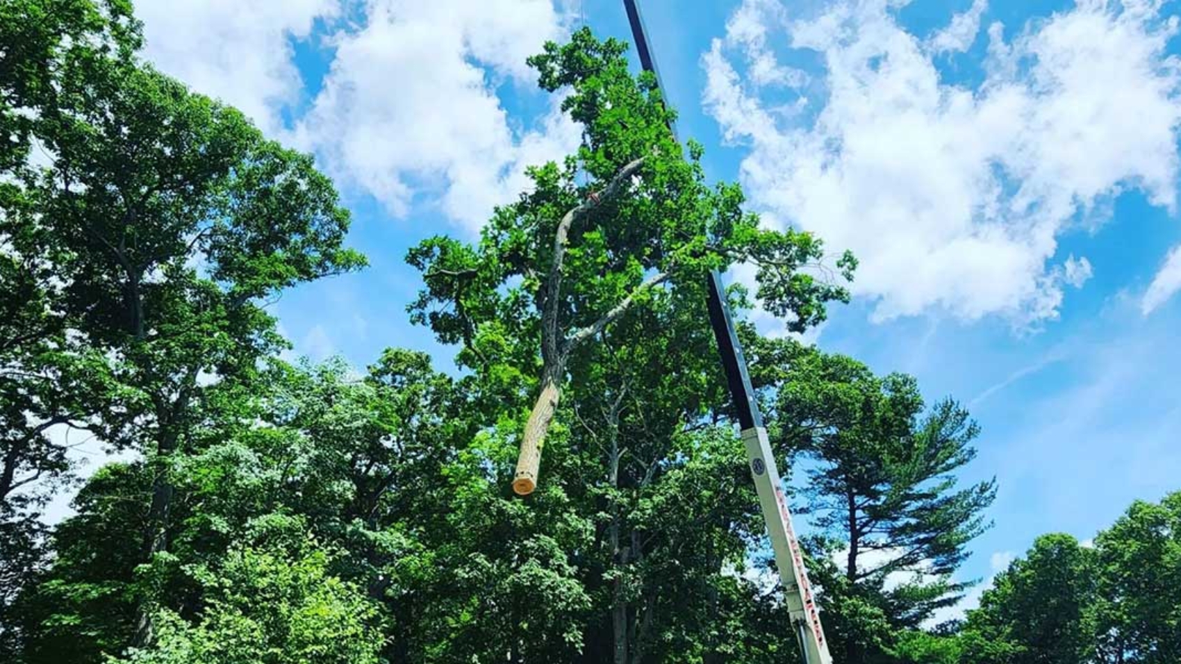 can i trim a tree that overhangs my property
