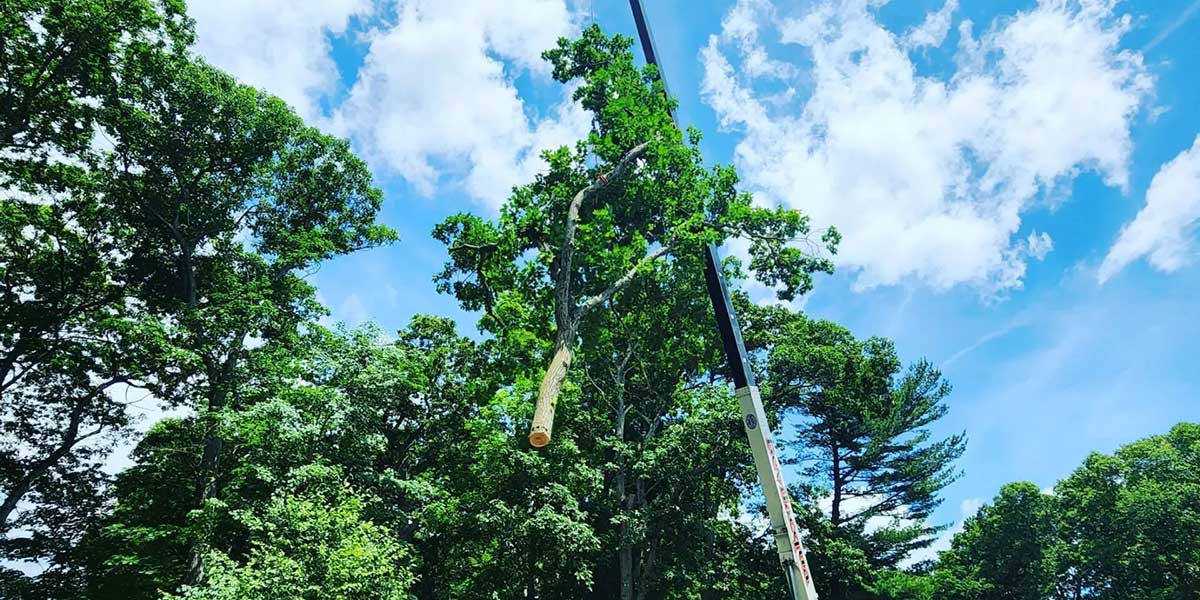 can i trim a tree that overhangs my property
