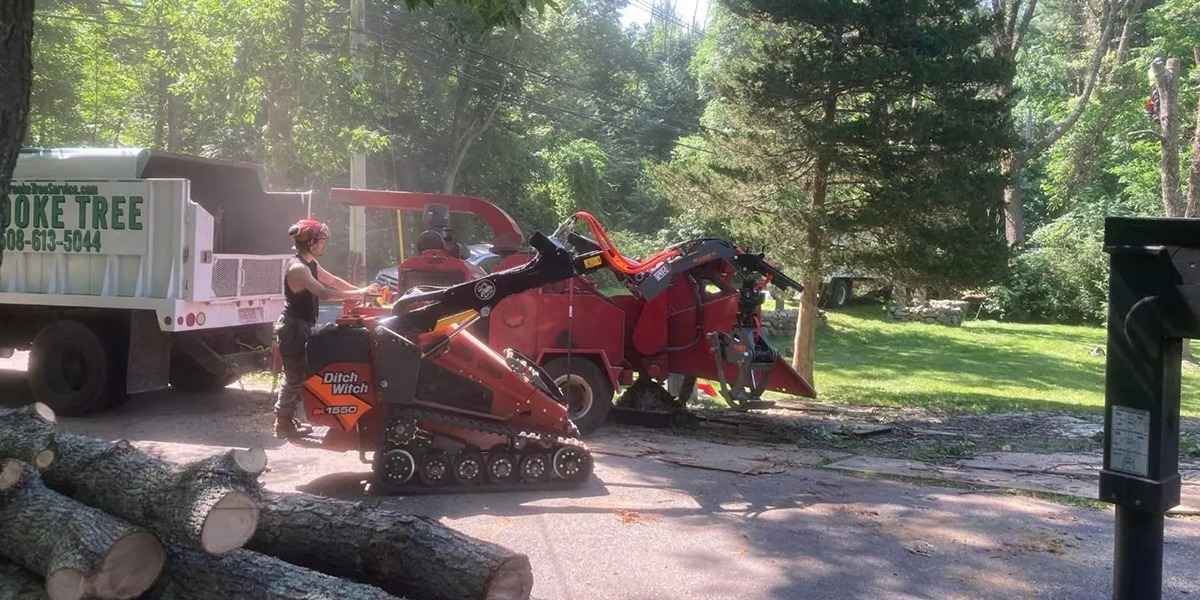 tree cutting vs tree removal