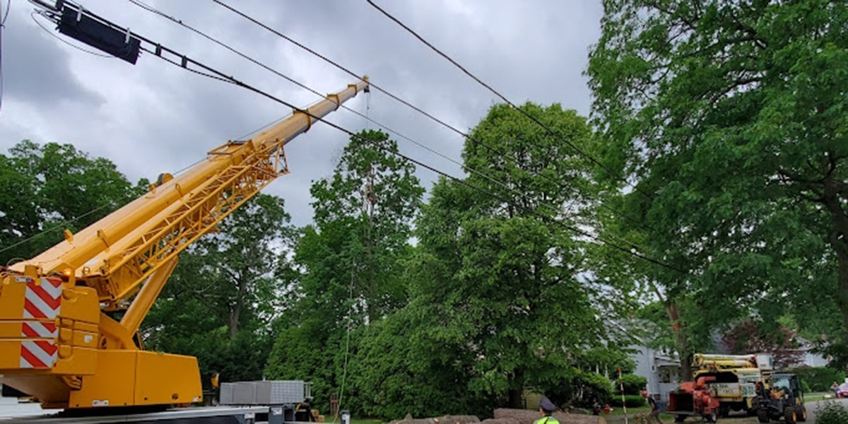 tree branch touching power line to house