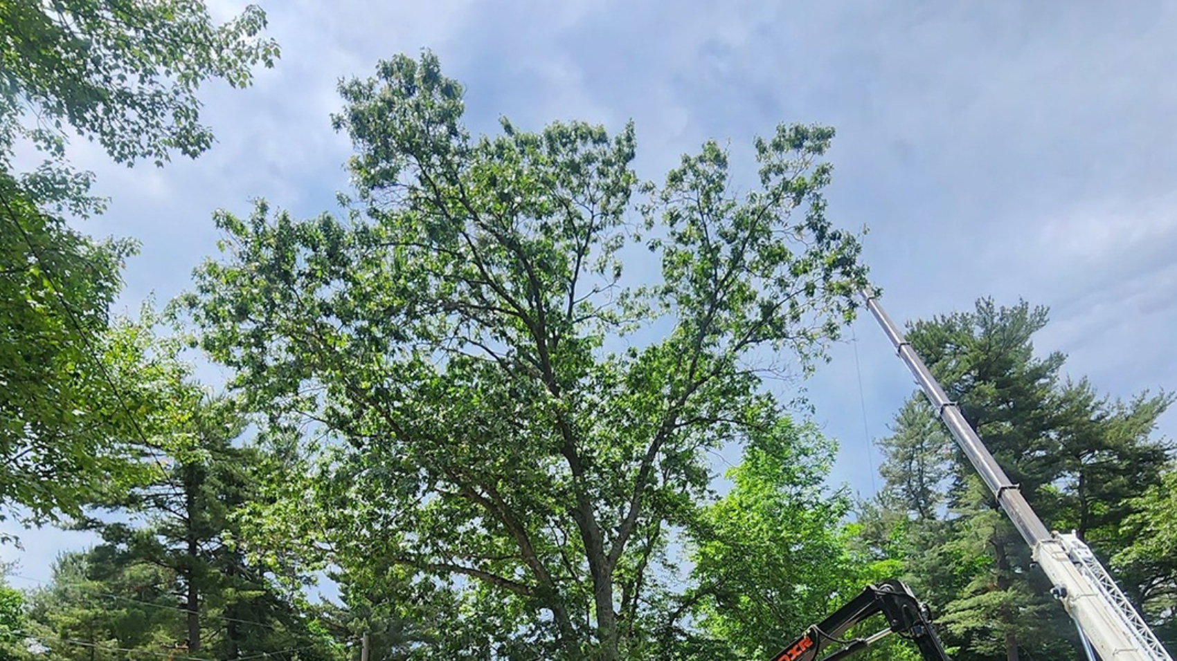 tree leaves curling up