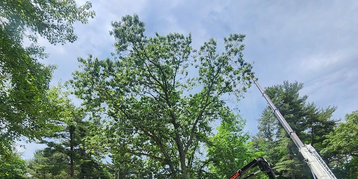 tree leaves curling up