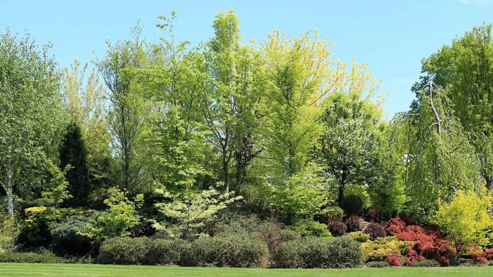 can you fertilize trees in summer​