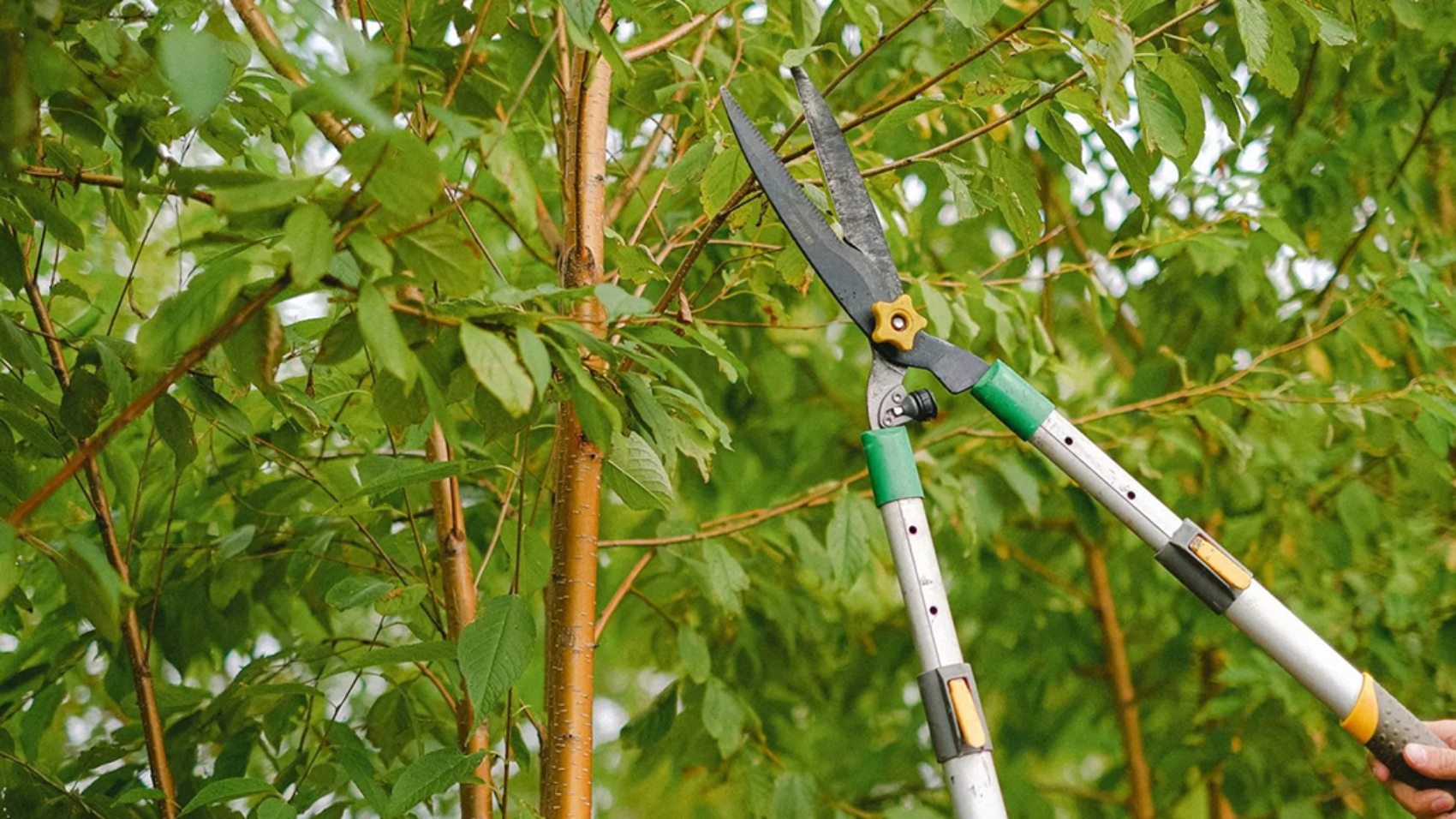 pruning mistakes