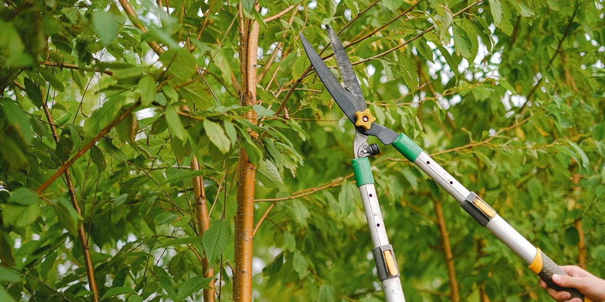 pruning mistakes