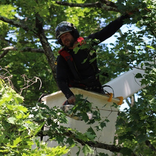tree pruning