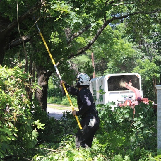 tree pruning