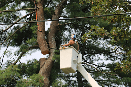 Tree Removal in Natick, MA