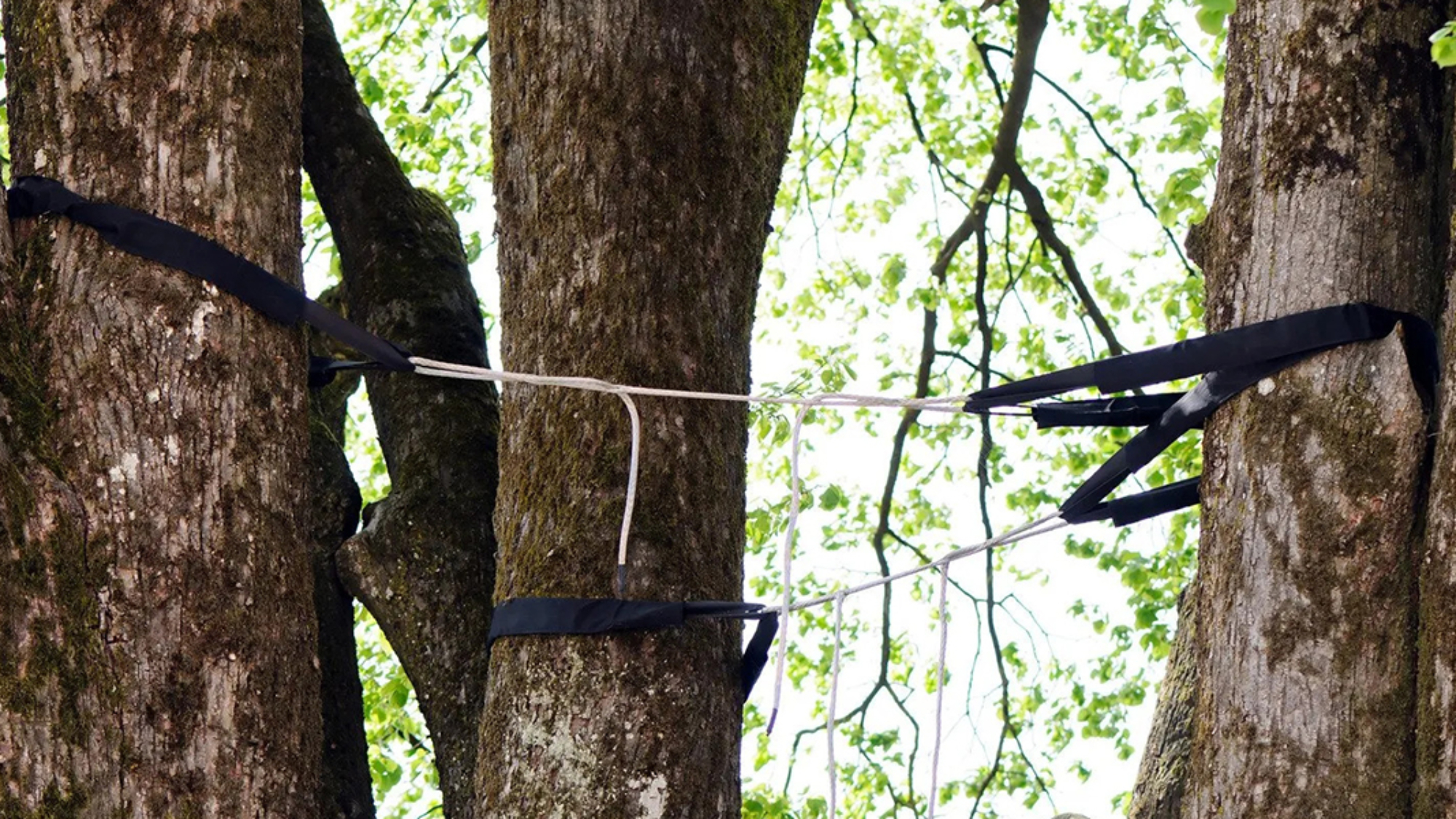 how to brace a large leaning tree​