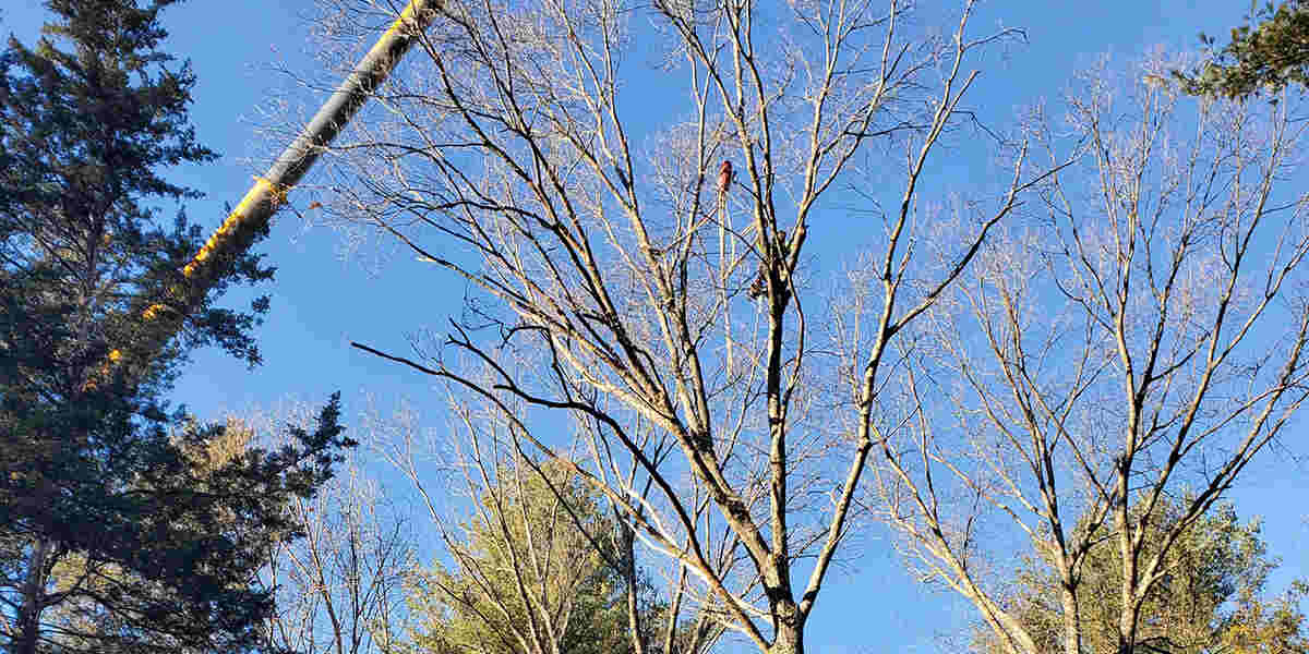 are dead trees dangerous