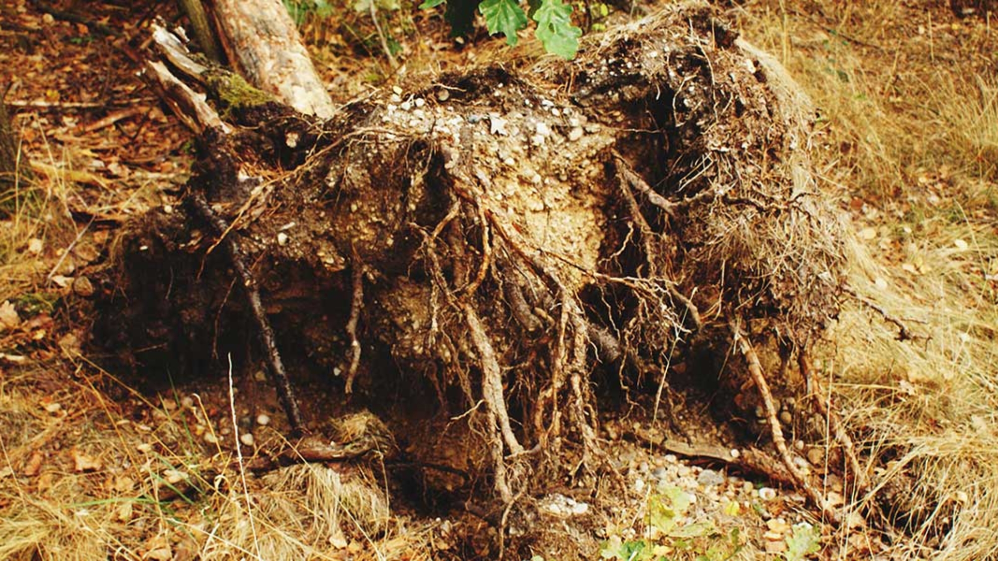 what causes root rot in trees