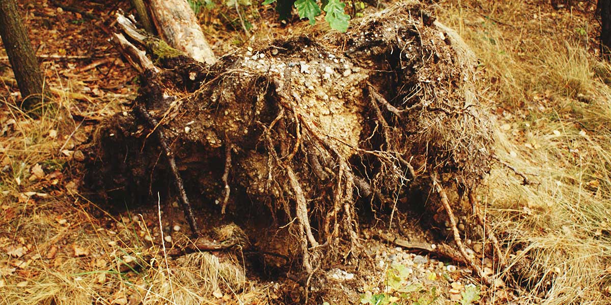 what causes root rot in trees