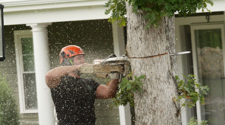Tree-Removal-in-Millis-3