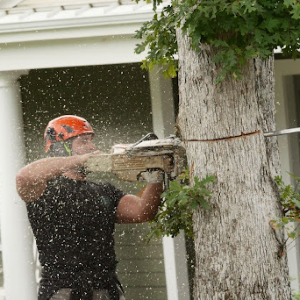 Tree-Removal-in-Millis-3