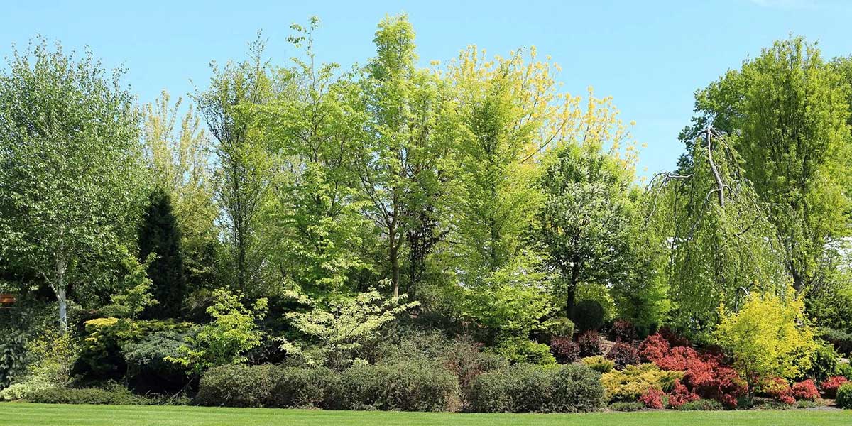 how to prepare new trees for winter​