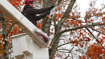 Brooke-Arborist-P1160129
