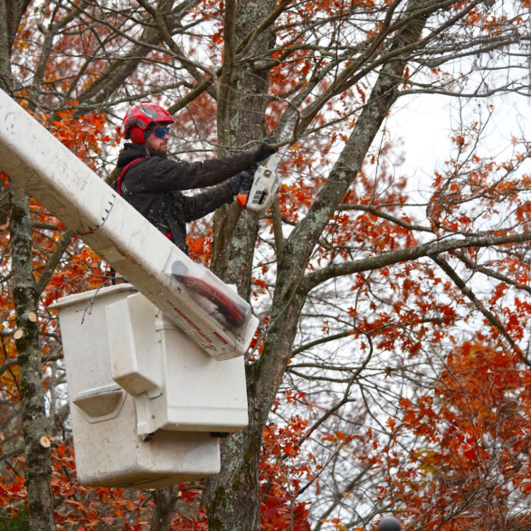 Brooke-Arborist-P1160129
