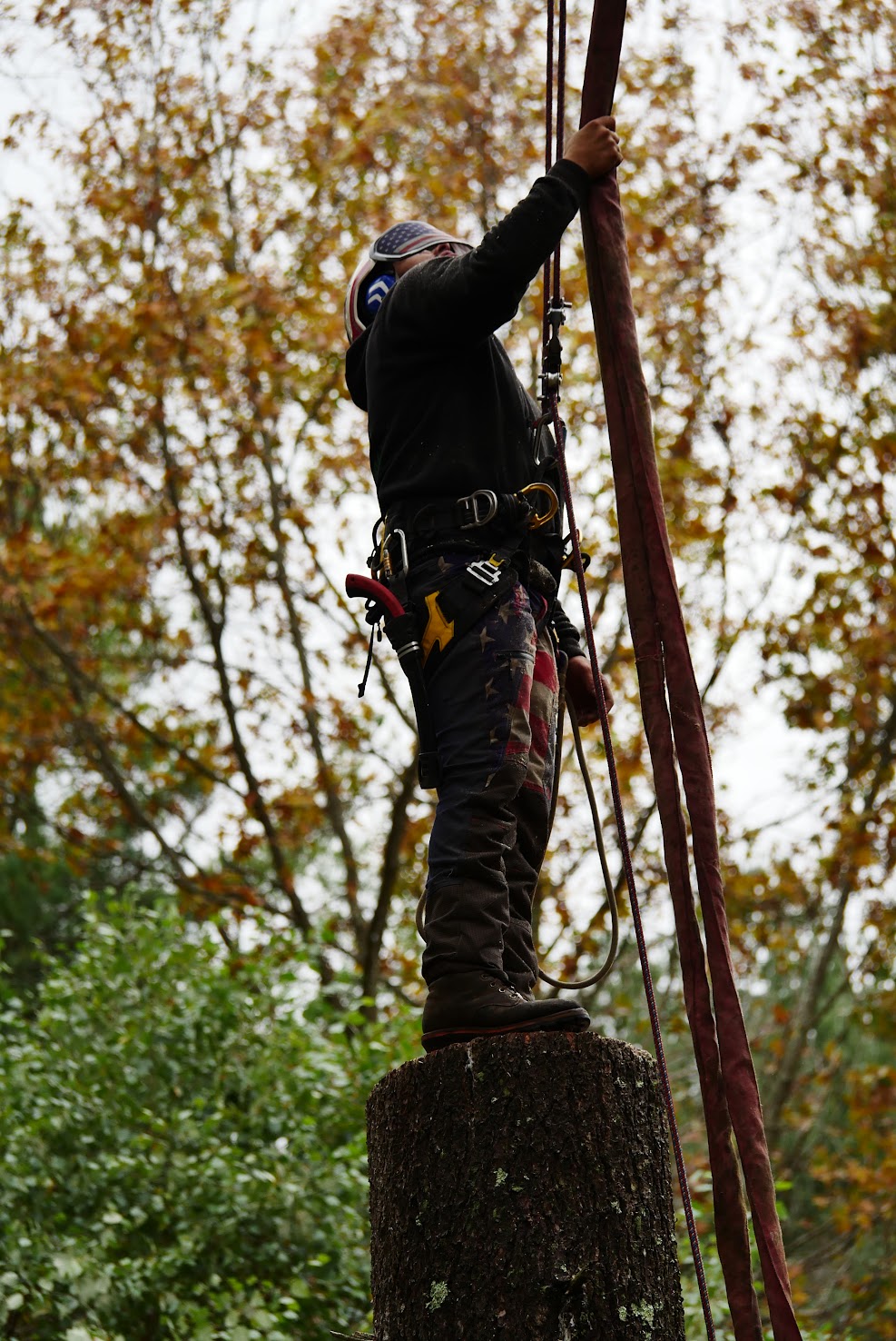 Arborist services, 3rd pic