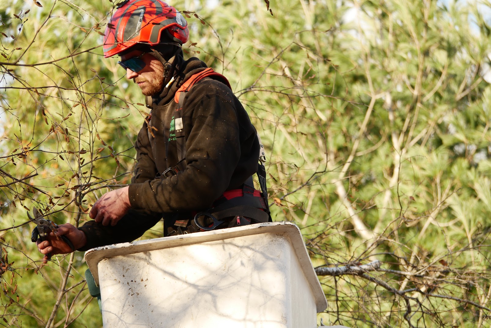 Arborist services, replace 1st pic