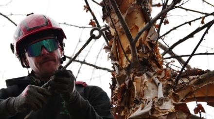 Cabling & bracing cover photo