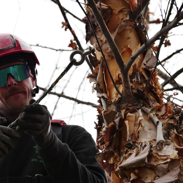 Cabling & bracing cover photo