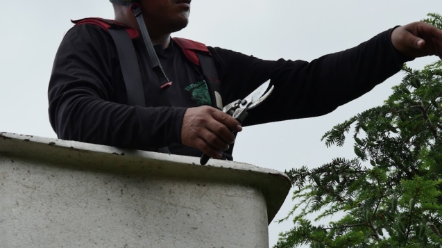 Pruning cover photo