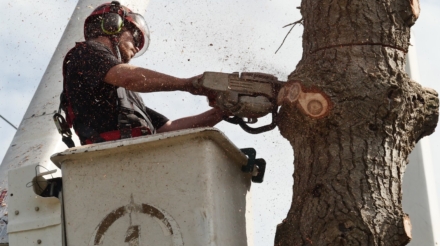 Tree removal cover replacement