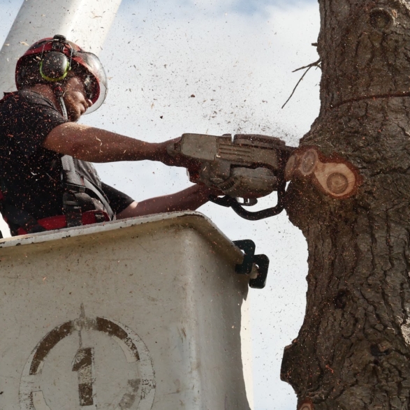 Tree removal cover replacement